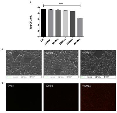 Evaluation of Structural Changes and Molecular Mechanism Induced by High Hydrostatic Pressure in Enterobacter sakazakii